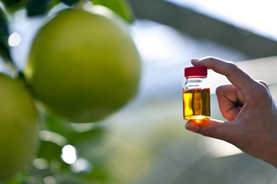 �Ӕ��M�i�o���y�C���j�G�L�X