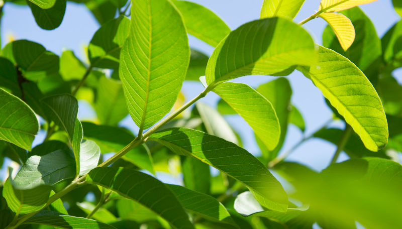 �O�A�o�t�C���[�W