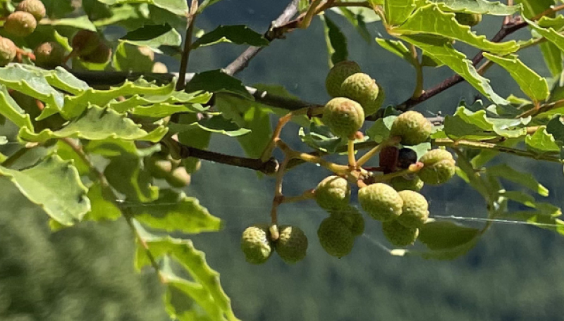 ��ˎR���C���[�W