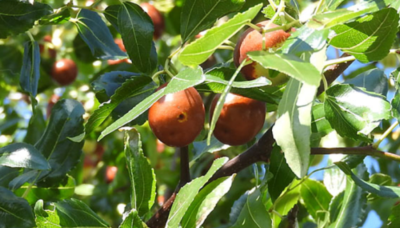 ���C���[�W