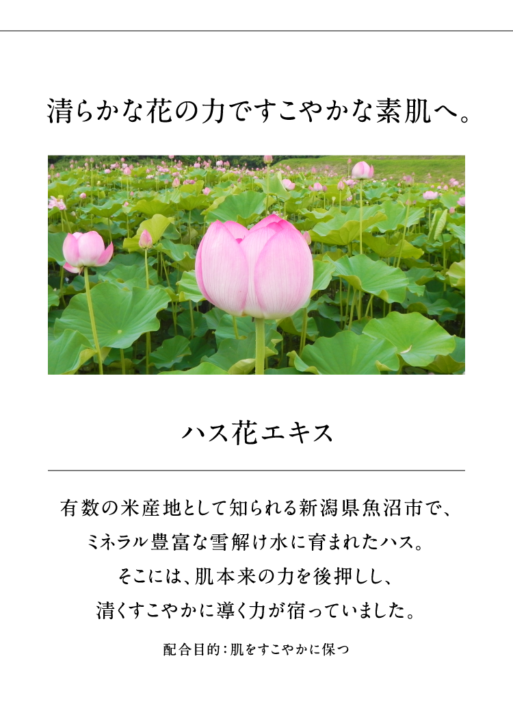 ���炩�ȉԂ̗͂ł����₩�ȑf���ցB �n�X�ԃG�L�X �L���̕ĎY�n�Ƃ��Ēm����V���������s�ŁA�~�l�����L�x�Ȑ�������Ɉ�܂ꂽ�n�X�B�����ɂ́A���{���̗͂��㉟�����A���������₩�ɓ����͂��h���Ă��܂����B�z���ړI�F���������₩�ɕۂ�