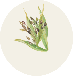 再春館特別ブレンド 涼奏茶 夏のひとふり 梅しそ をそれぞれ5ポイントで進呈 再春館製薬所