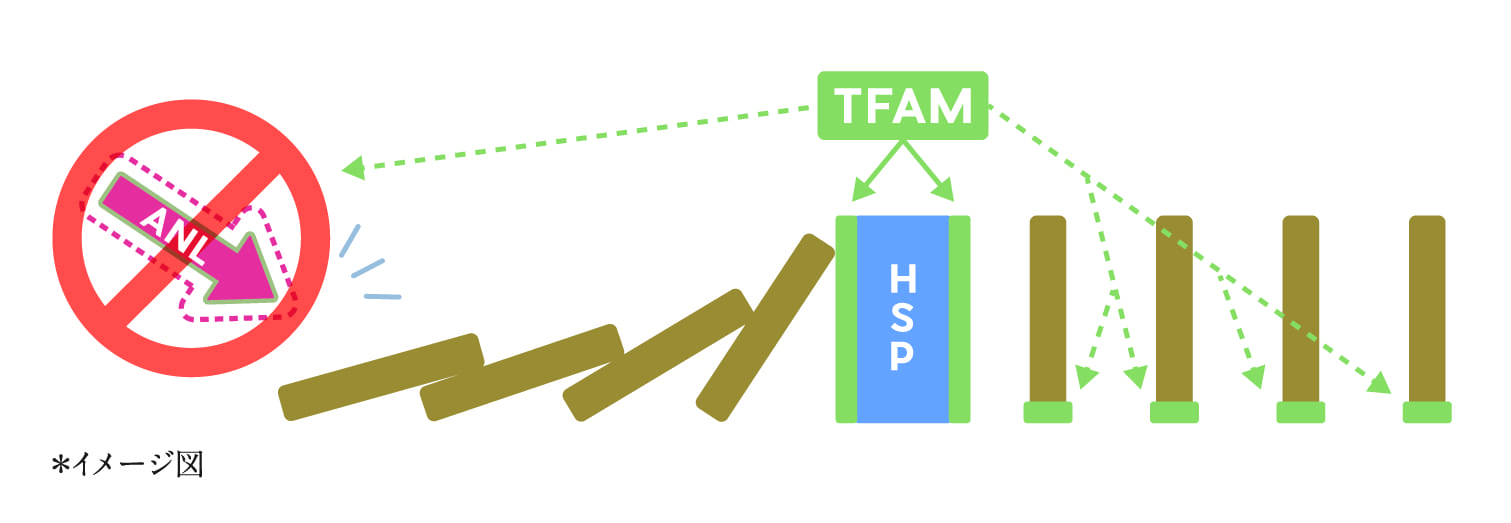 �uHSP�v�uANL�v�uTFAM�v�̃C���[�W�}