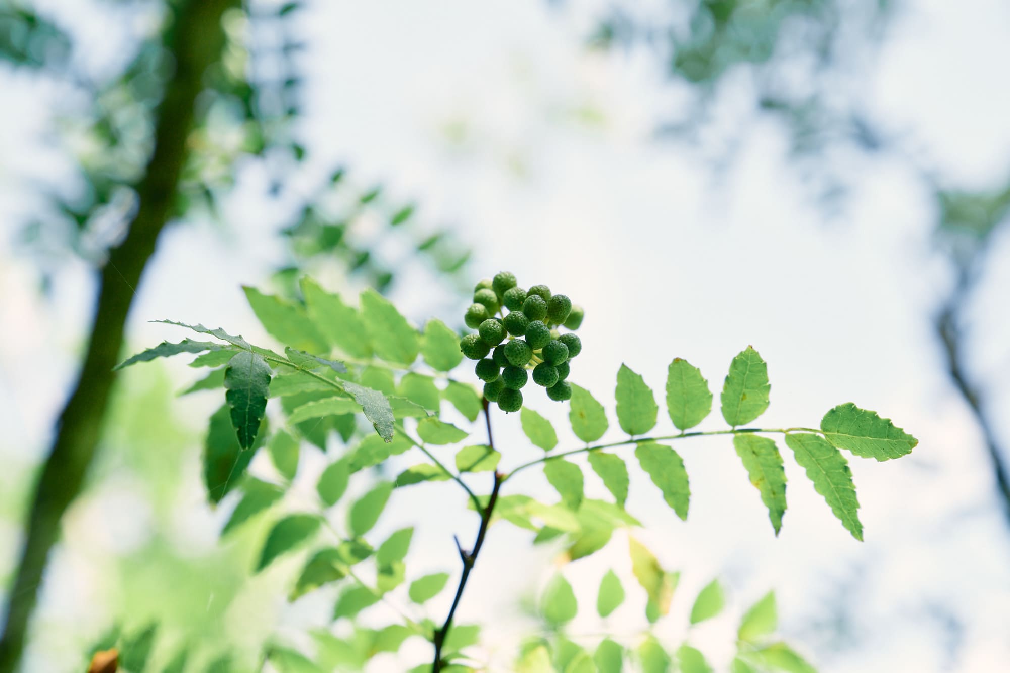 ��ˎR���i�Ђ����񂵂傤�j