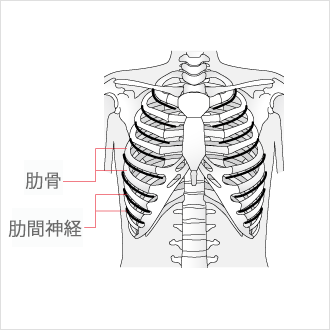 胸の構造と痛みのメカニズムの図