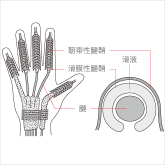 手・指の構造と痛みのメカニズムの図