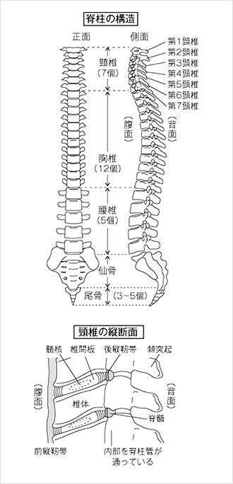 脊柱の構造 頚椎の縦断面