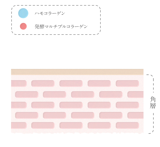 発酵リペアブースター(ハモコラーゲン×発酵マルチプルコラーゲン)のイメージ図
