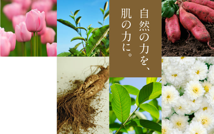 自然の力を、肌の力に。