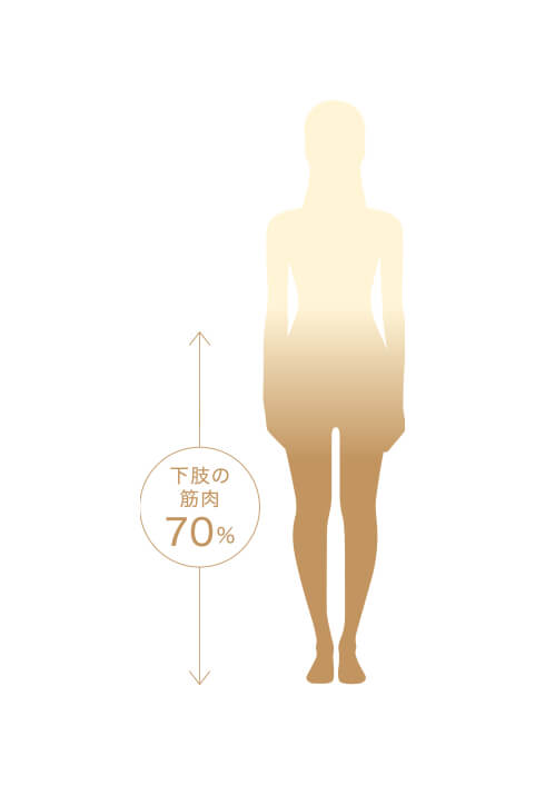 下肢の筋肉70%のイメージ