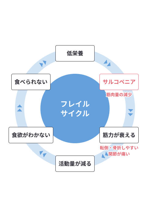 サルコペニアなどの原因となるフレイルサイクル イメージ図