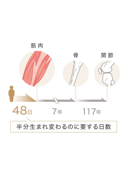 筋肉が半分生まれ変わるのに要する日数:48日