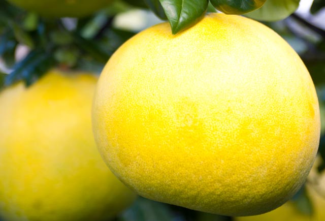 早摘み晩白柚エキスイメージ