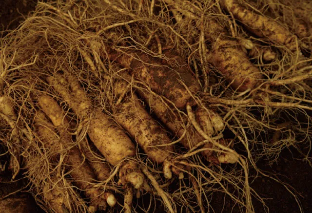 長白参エキスイメージ