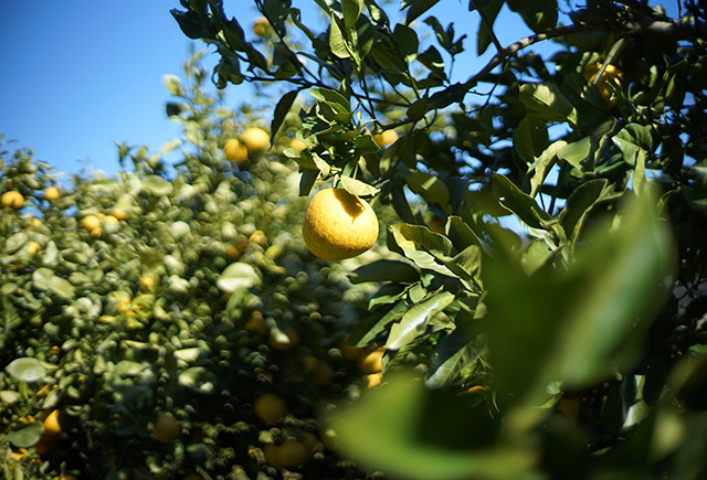 パール柑イメージ