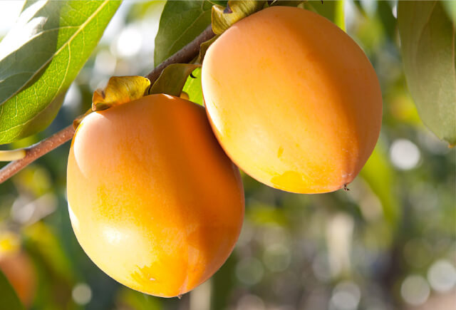 蜂屋柿エキスイメージ