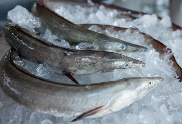 コラーゲン(鱧)イメージ