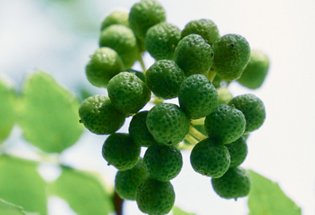 飛騨山椒種子イメージ