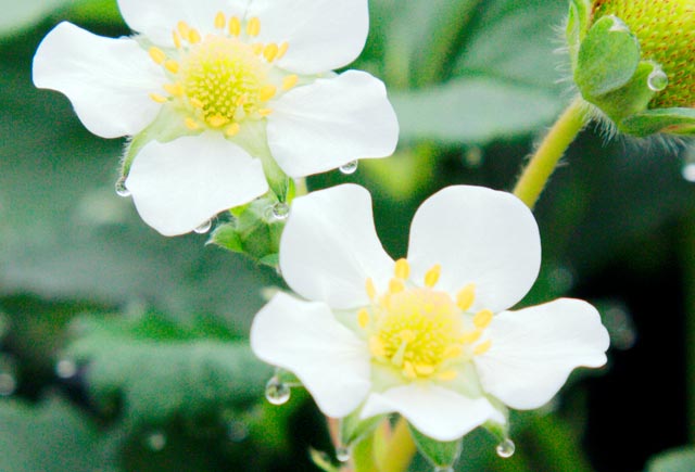 イチゴ花エキスイメージ