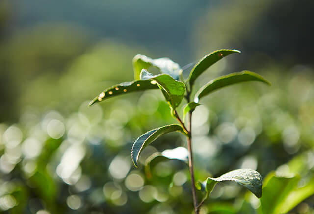 蜜香紅茶イメージ