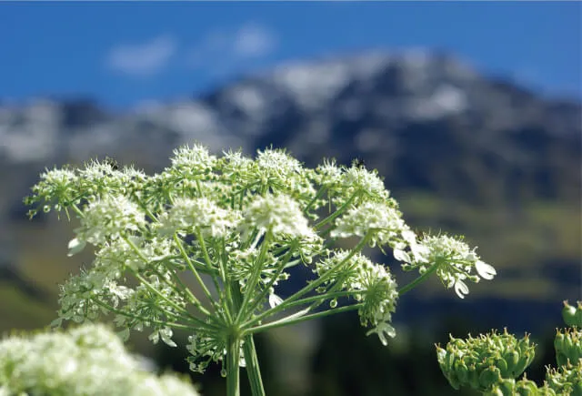 ピンピネラエキスイメージ