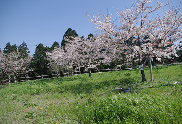桜酵母イメージ