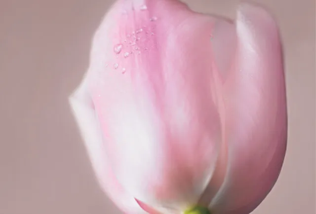 チューリップエキスイメージ