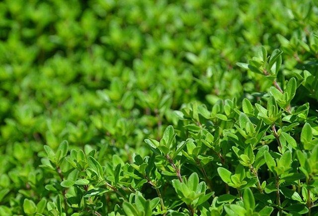 ワイルドタイムイメージ