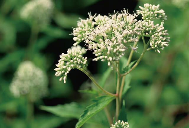 野馬追エキスイメージ
