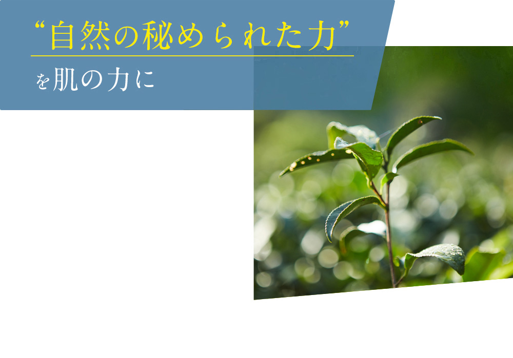“自然の秘められた力”を肌の力に